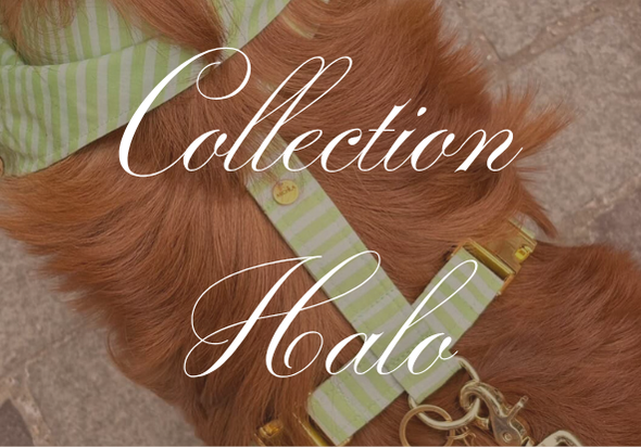 Collection Halo