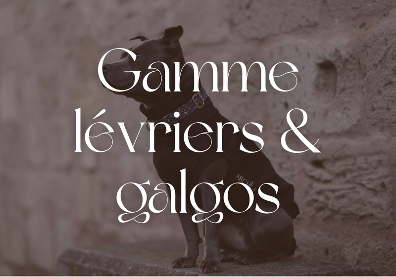 Lévriers & galgos