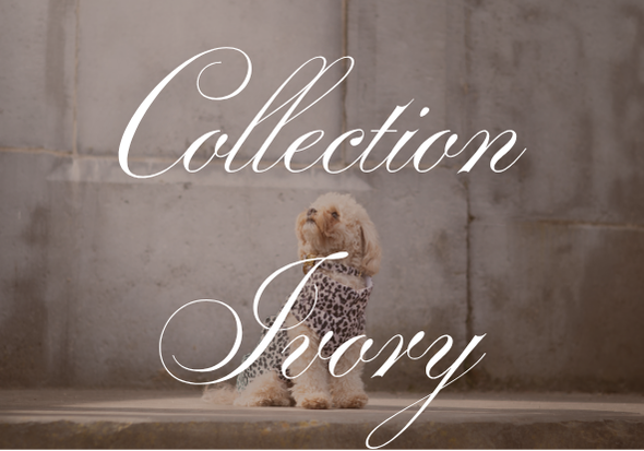 Collection Ivory