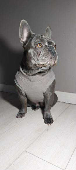 SWEAT GAMME BOULEDOGUE  & CARLIN | POLAIRE TAUPE