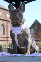 BANDANA A SCRATCH & CHARMS | SAINT MALO