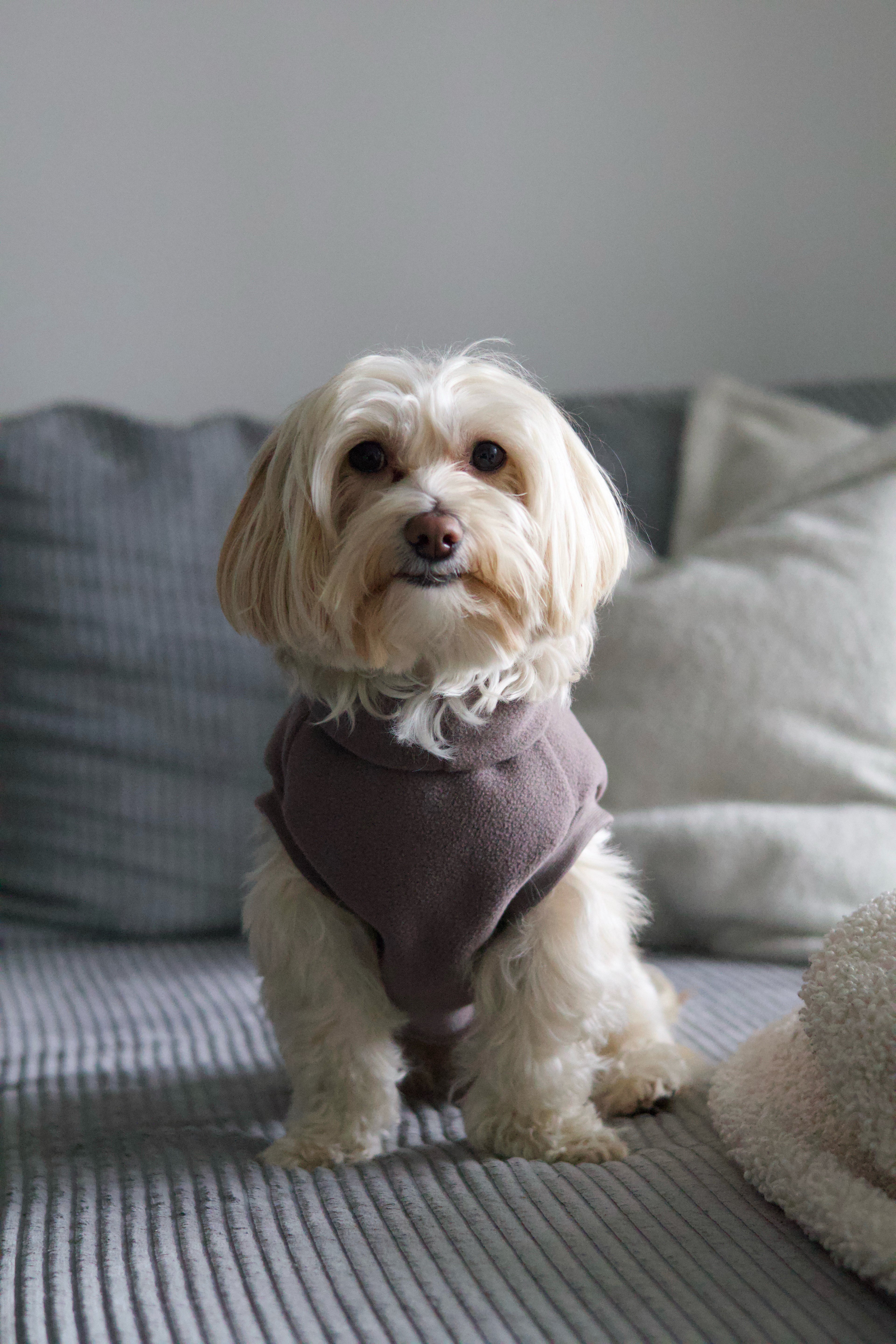 SWEAT | POLAIRE TAUPE