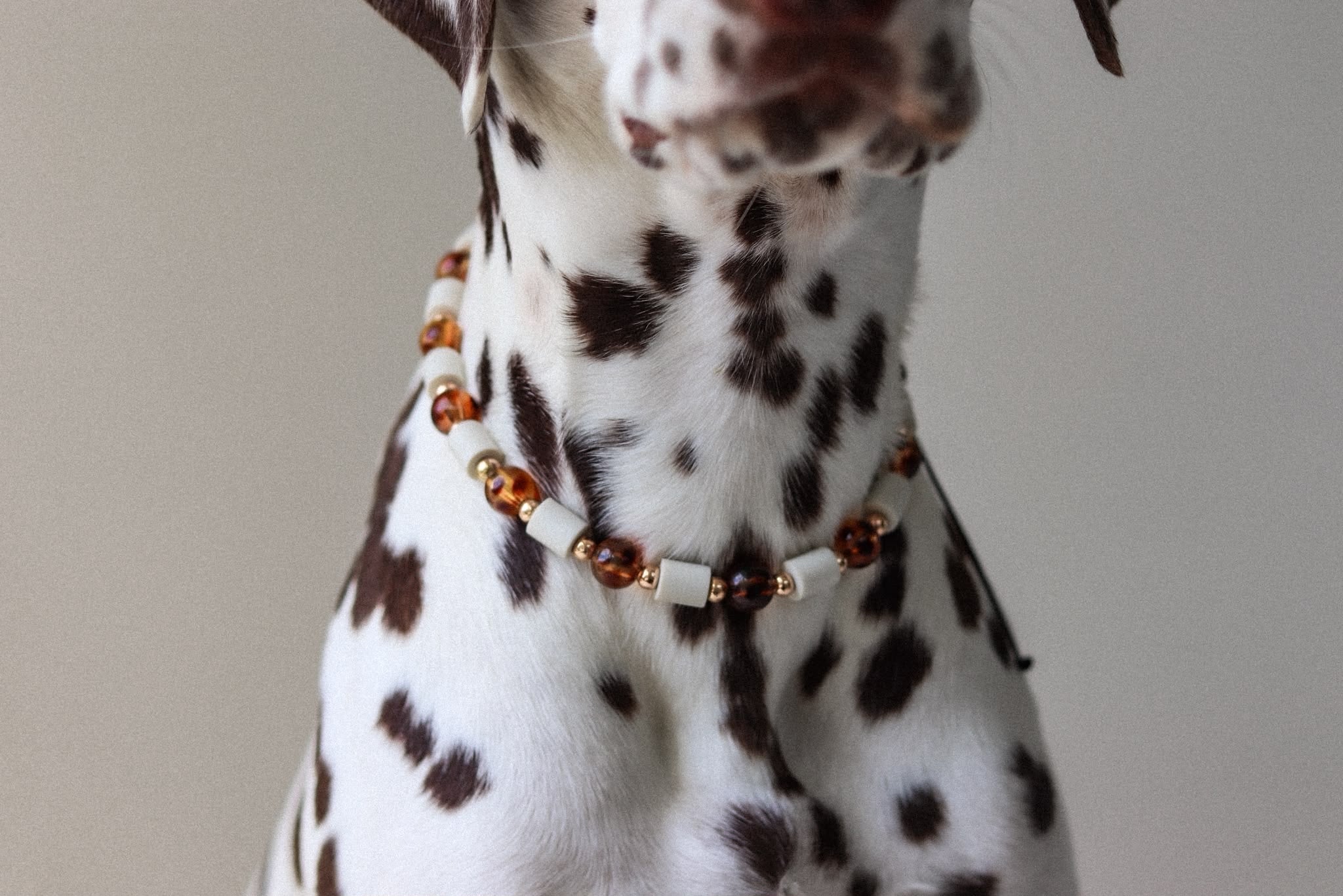 COLLIER ANTI PARASITAIRE | ECAILLE DE TORTUE