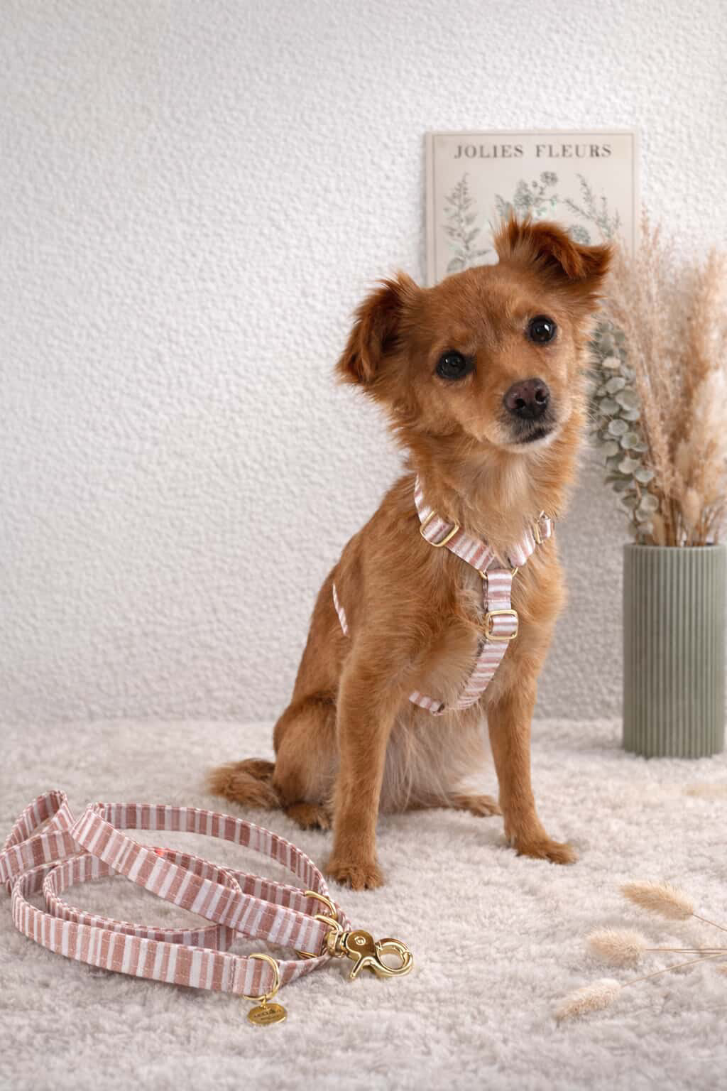 HARNAIS | NATURAL ELEGANCE