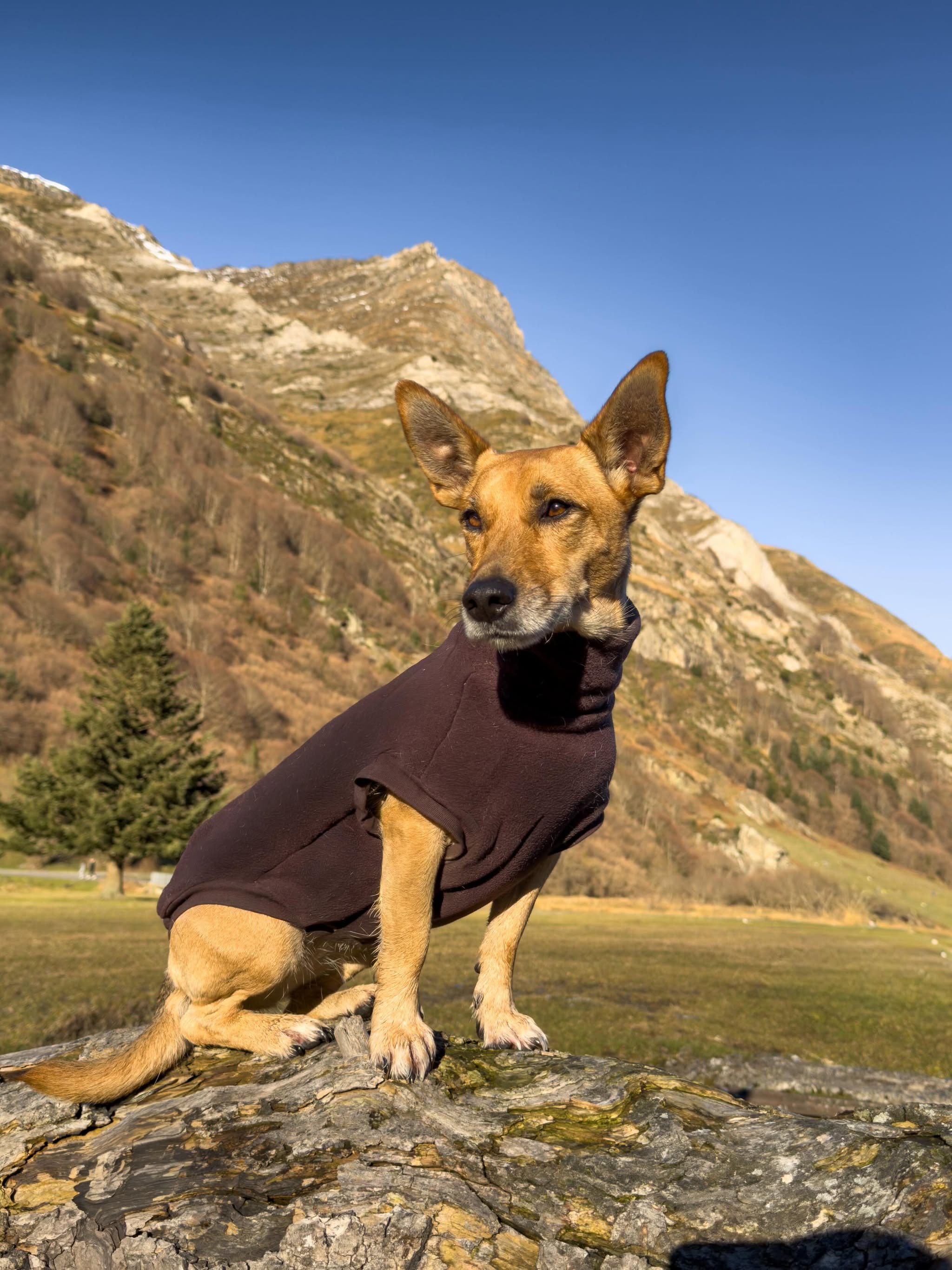 SWEAT | POLAIRE MARRON
