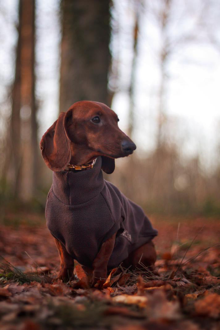 SWEAT GAMME TECKEL | POLAIRE MARRON