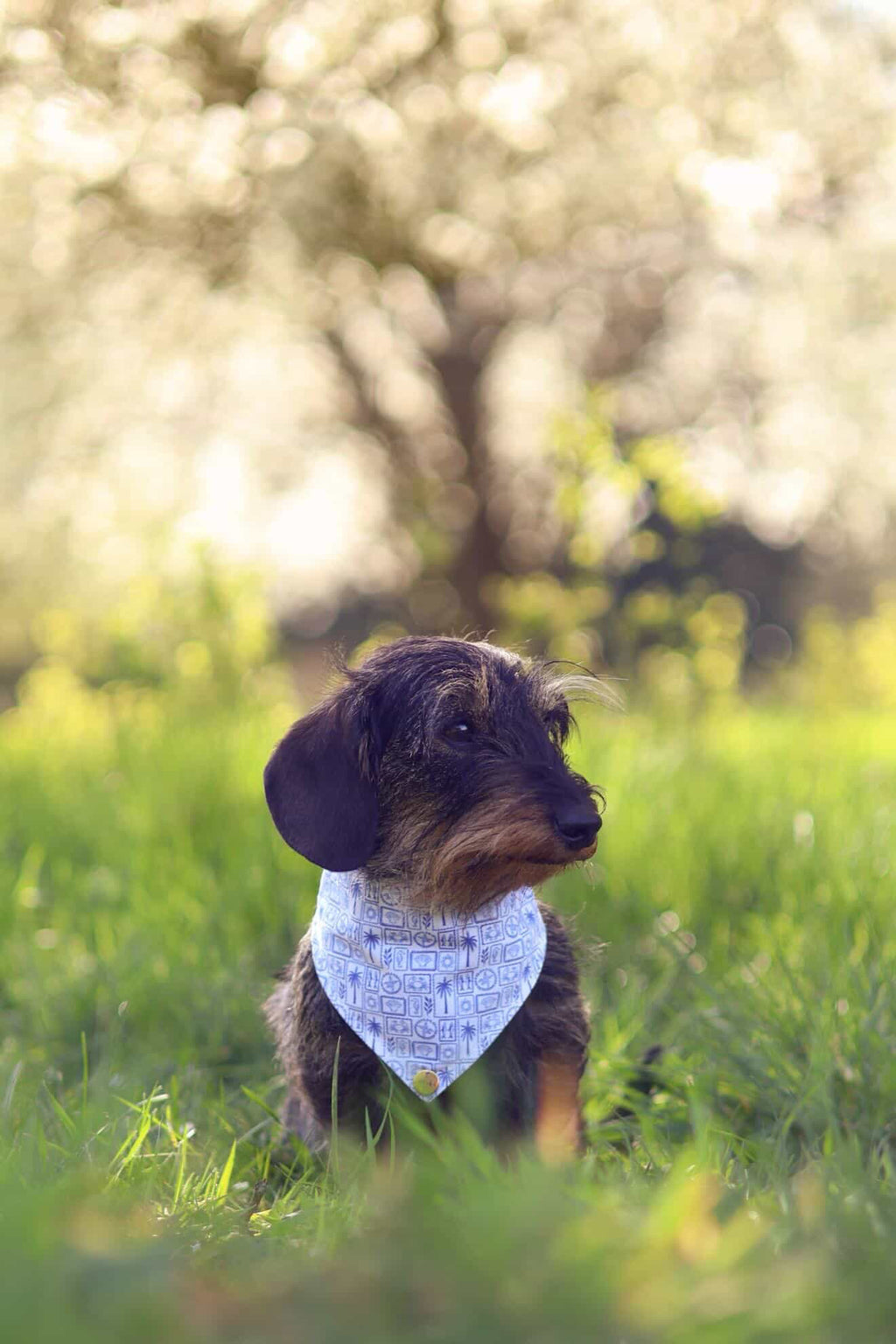 BANDANA A SCRATCH | SANTORIN
