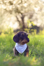 BANDANA A SCRATCH | SANTORIN