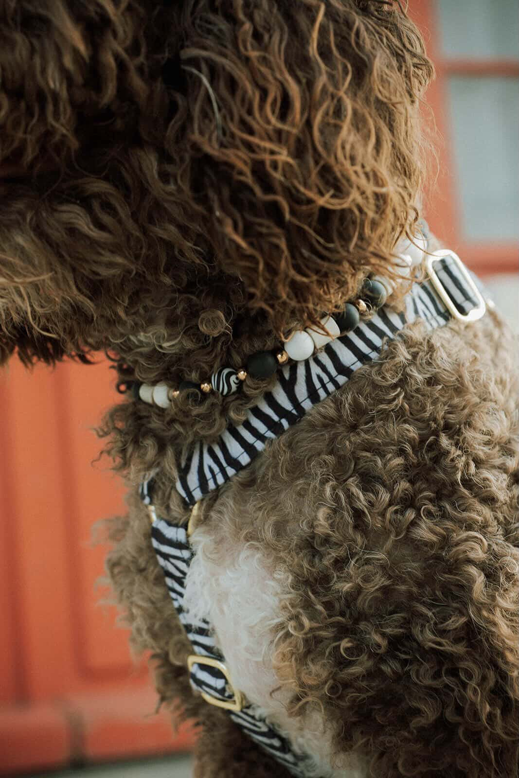 COLLIER ANTI PARASITAIRE | ZÉBRA
