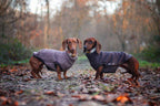 SWEAT GAMME GALGO & LEVRIER | EFFET PULL MARRON