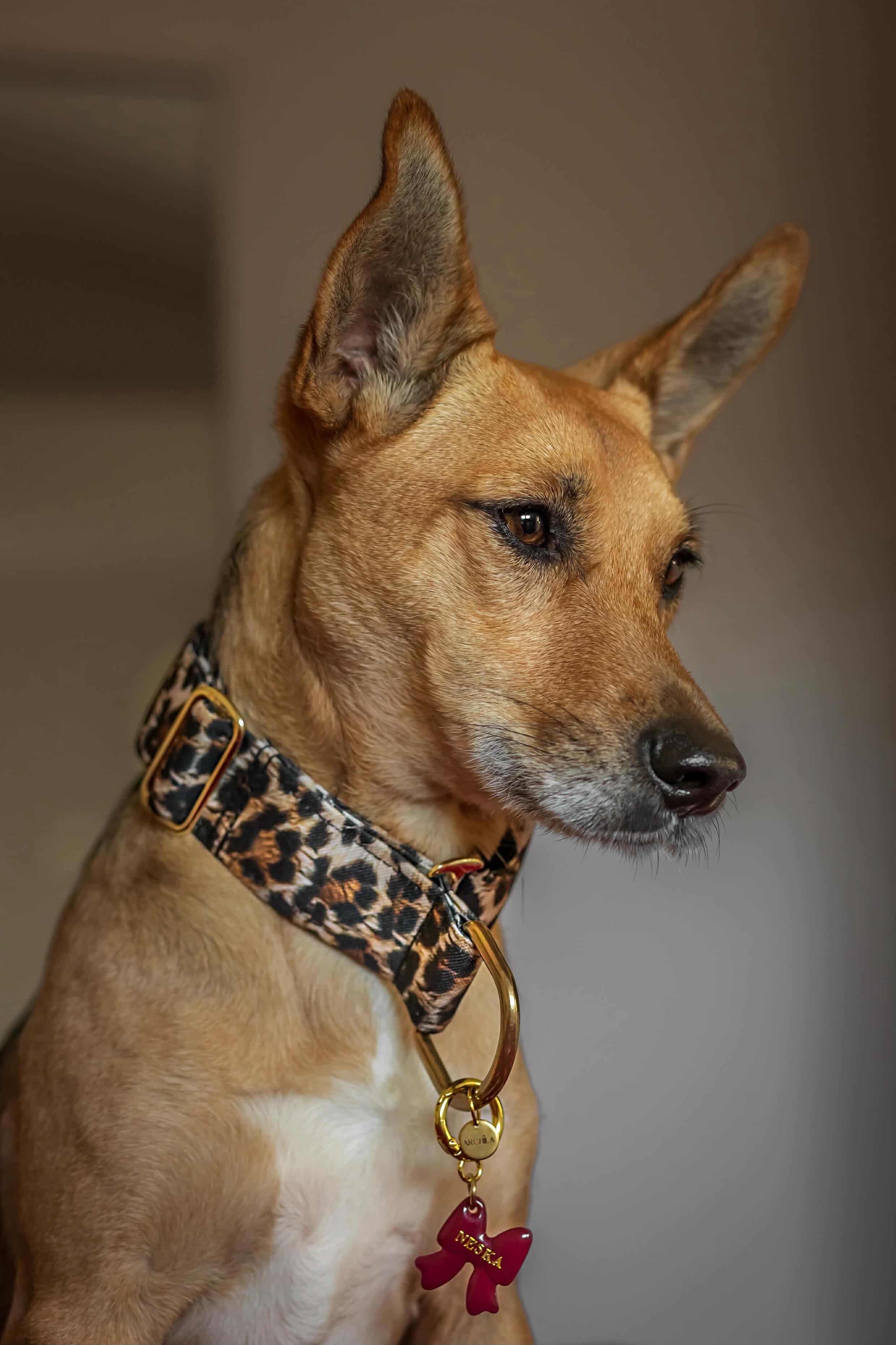 COLLIER MARTINGALE | WILD