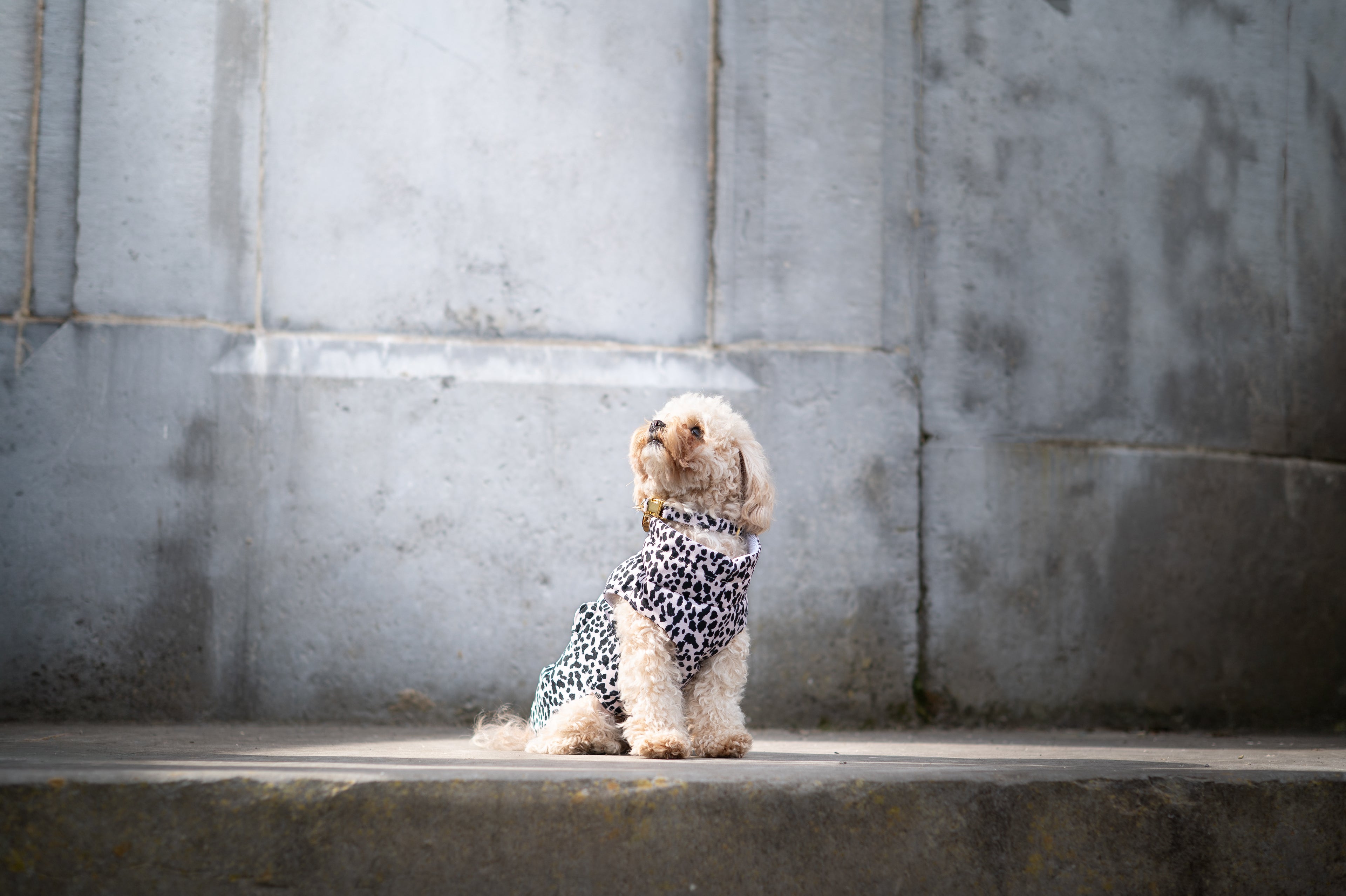 IMPERMÉABLE | IVORY