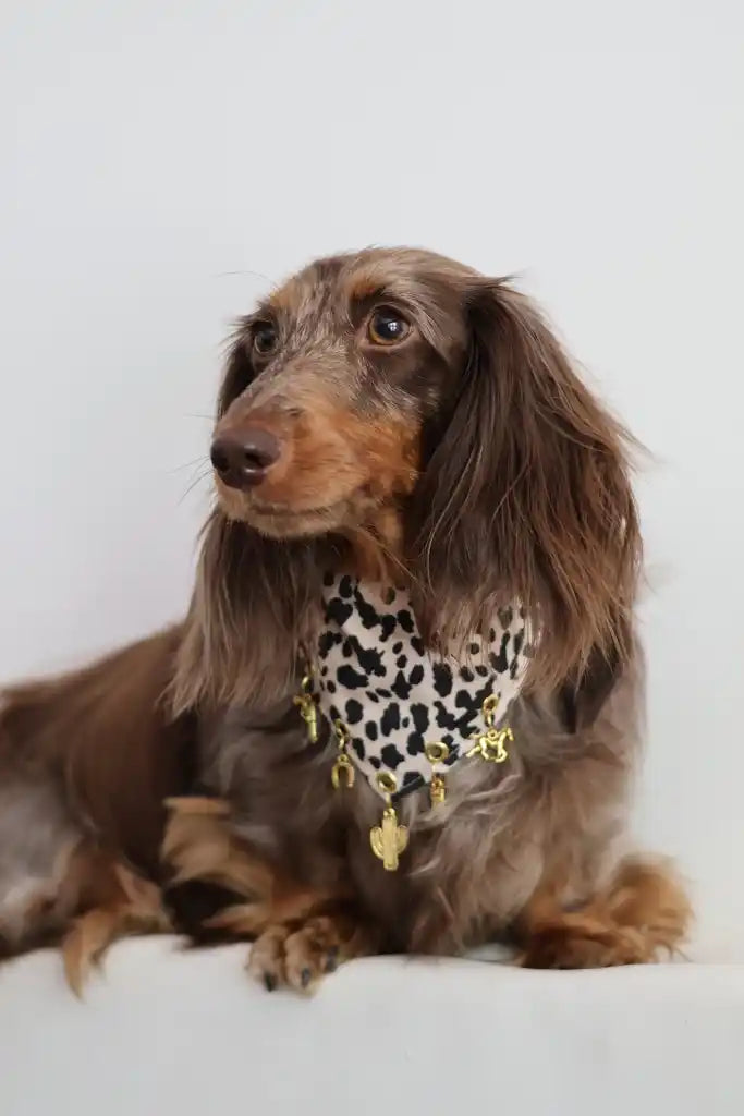 BANDANA A SCRATCH & CHARMS | IVORY