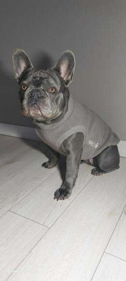 SWEAT GAMME BOULEDOGUE  & CARLIN | POLAIRE TAUPE