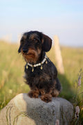 COLLIER ANTI PARASITAIRE | COQUILLAGE