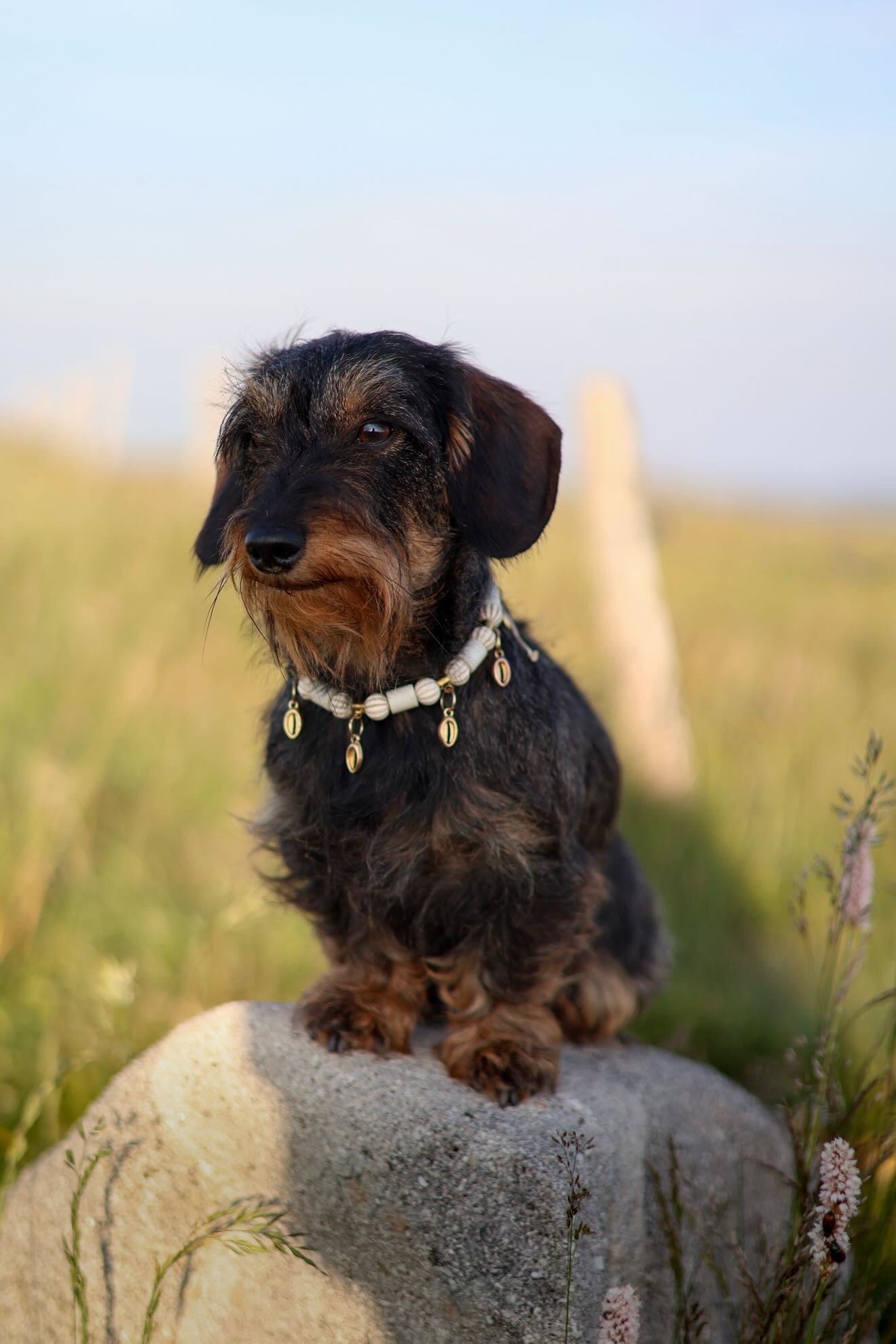 COLLIER ANTI PARASITAIRE | COQUILLAGE