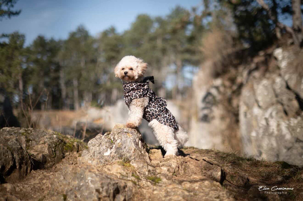 IMPERMÉABLE | WILD