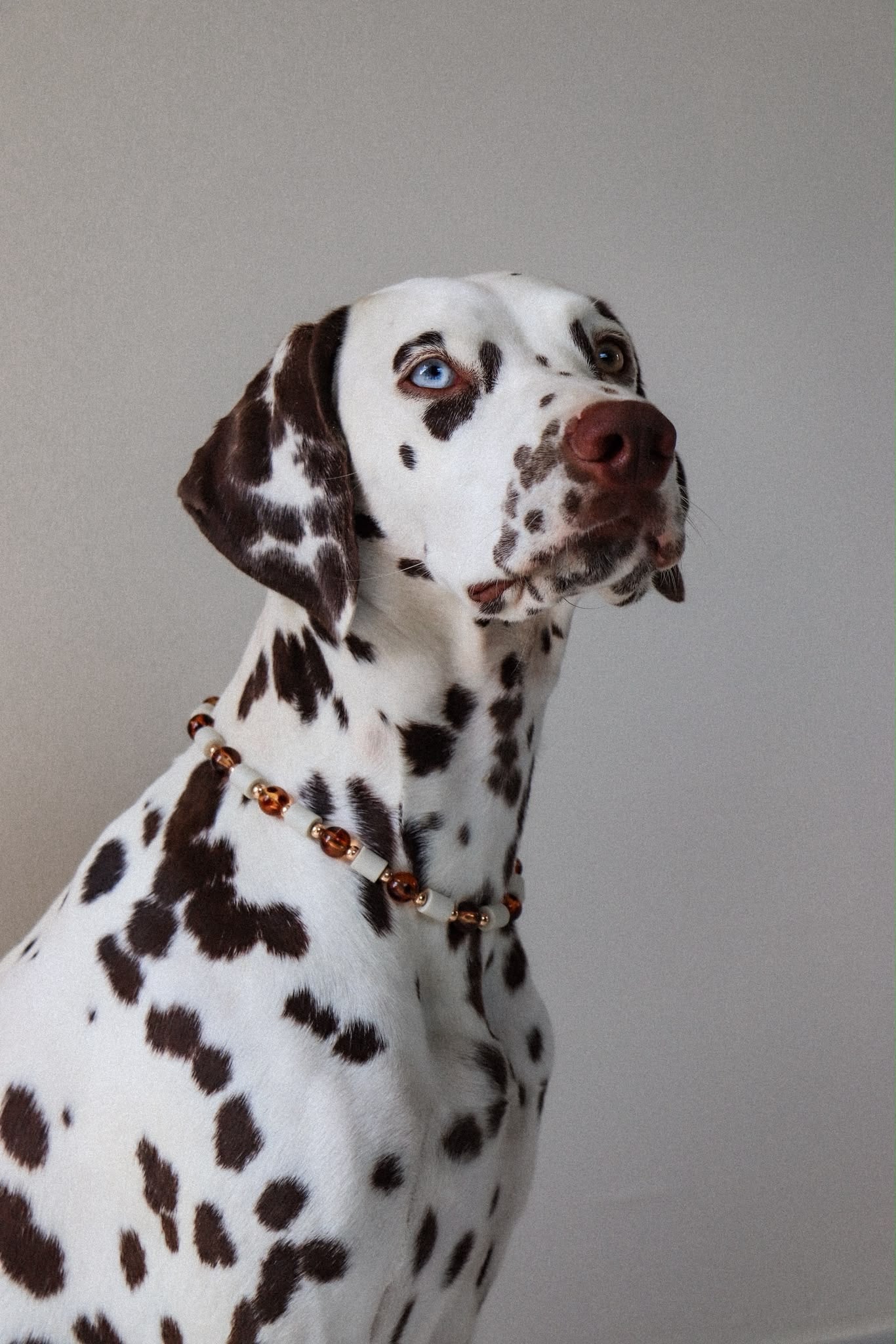 COLLIER ANTI PARASITAIRE | ECAILLE DE TORTUE