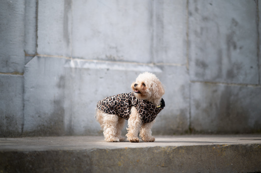 IMPERMÉABLE | WILD
