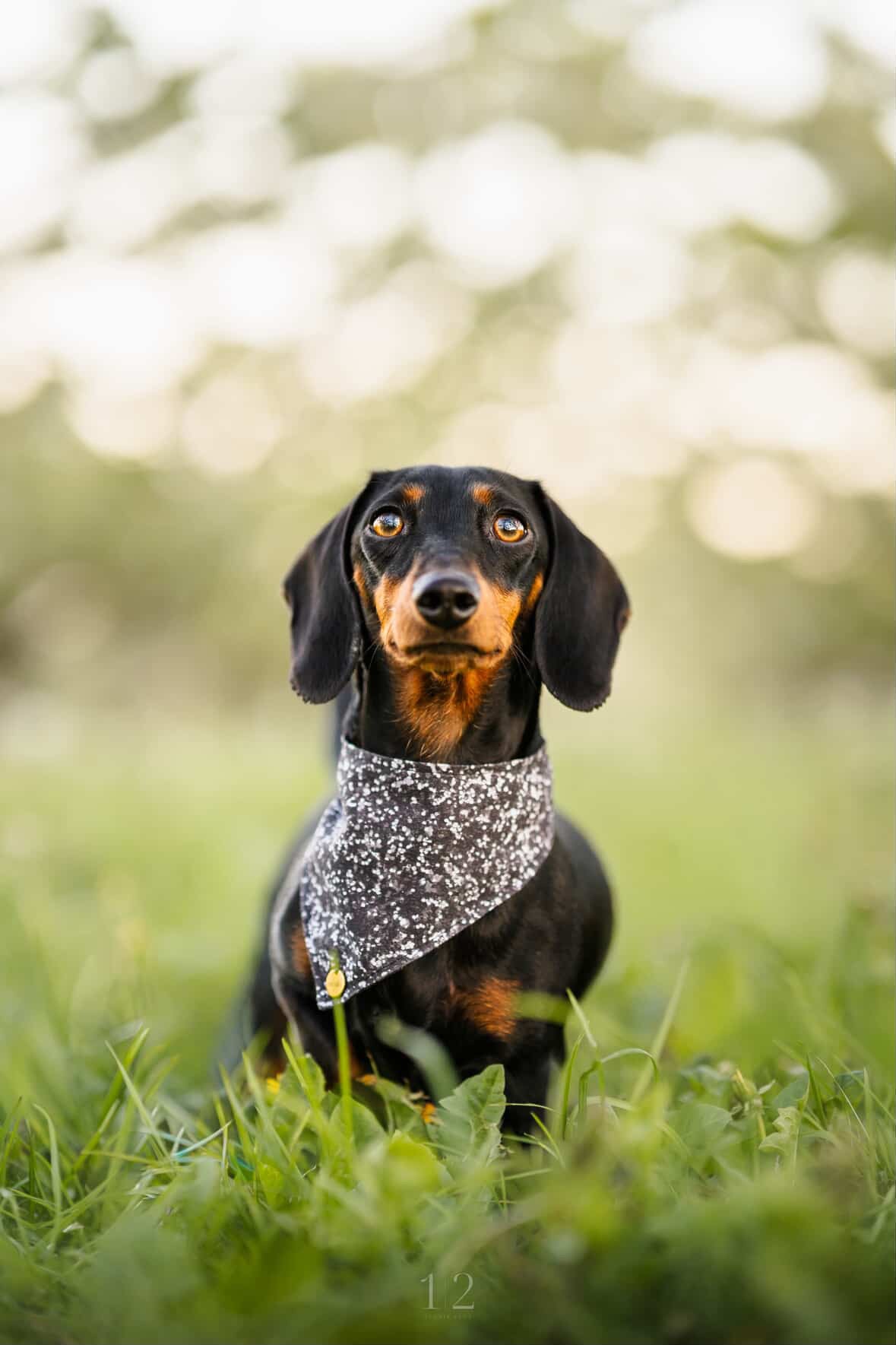 BANDANA A SCRATCH | BLACK GLAM