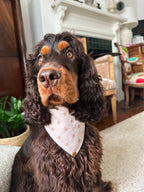 BANDANA A SCRATCH | HONEY