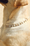 COLLIER ANTI PARASITAIRE | PLAGE