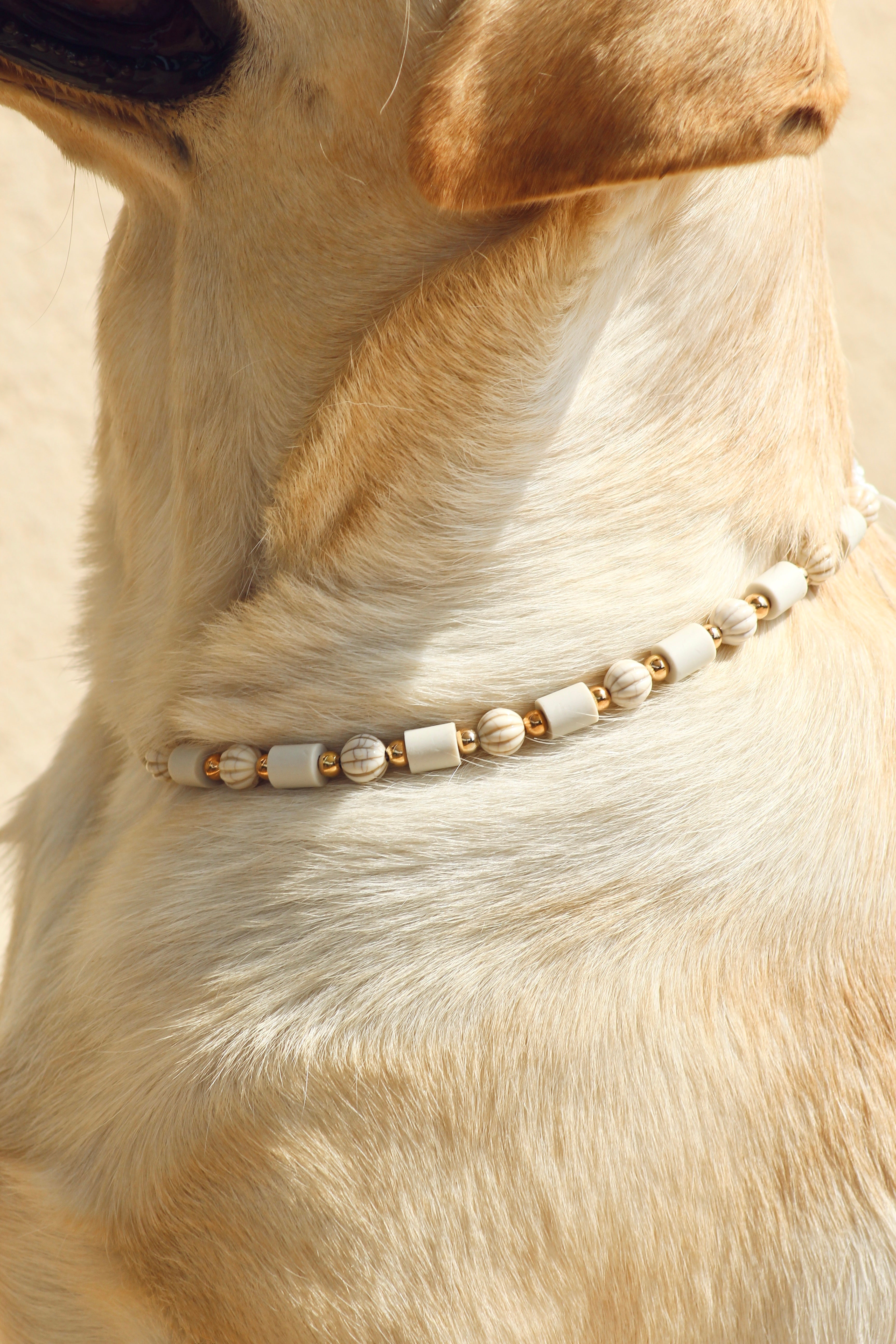 COLLIER ANTI PARASITAIRE | PLAGE