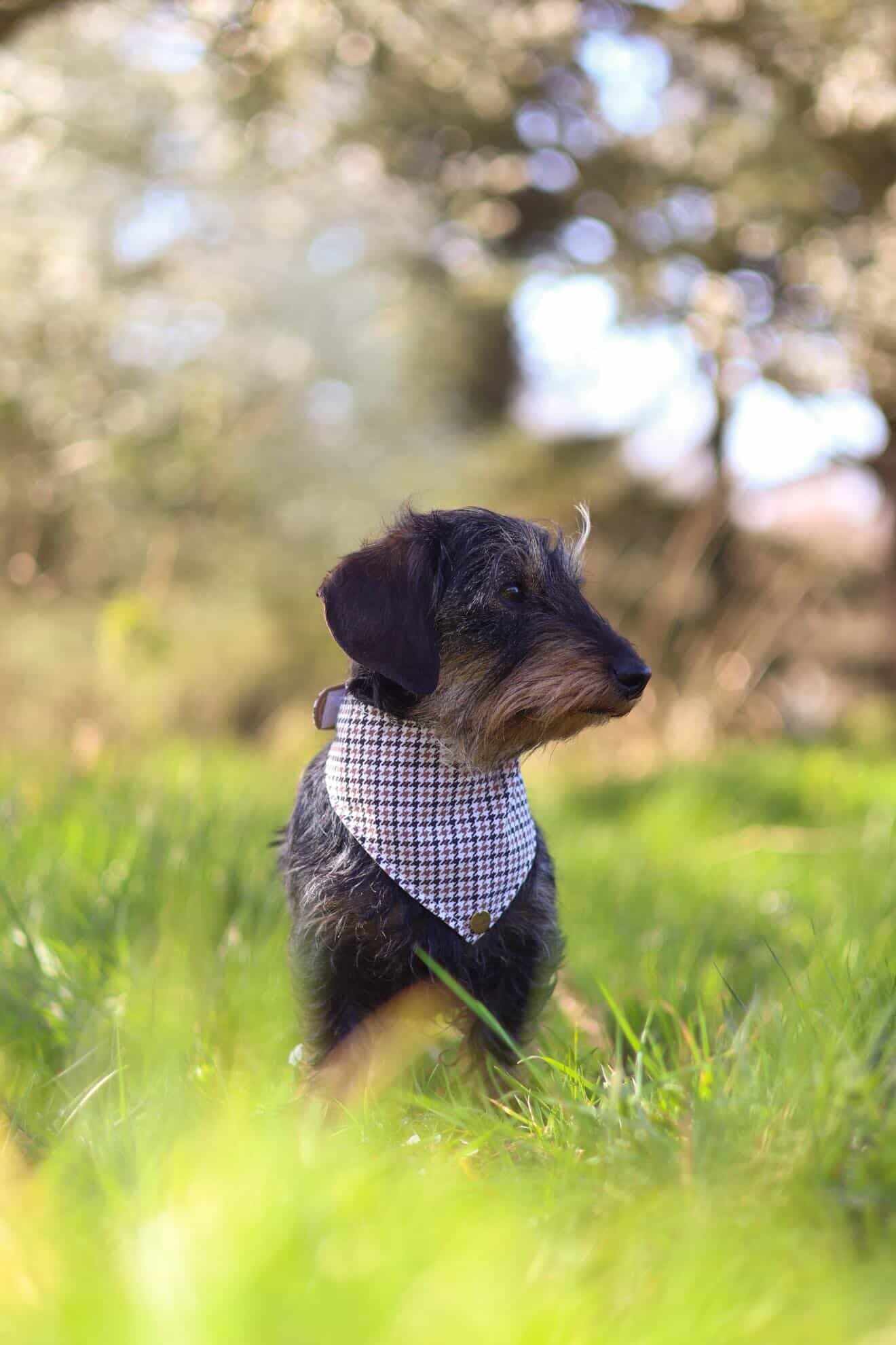 BANDANA A SCRATCH | PIED DE POULE