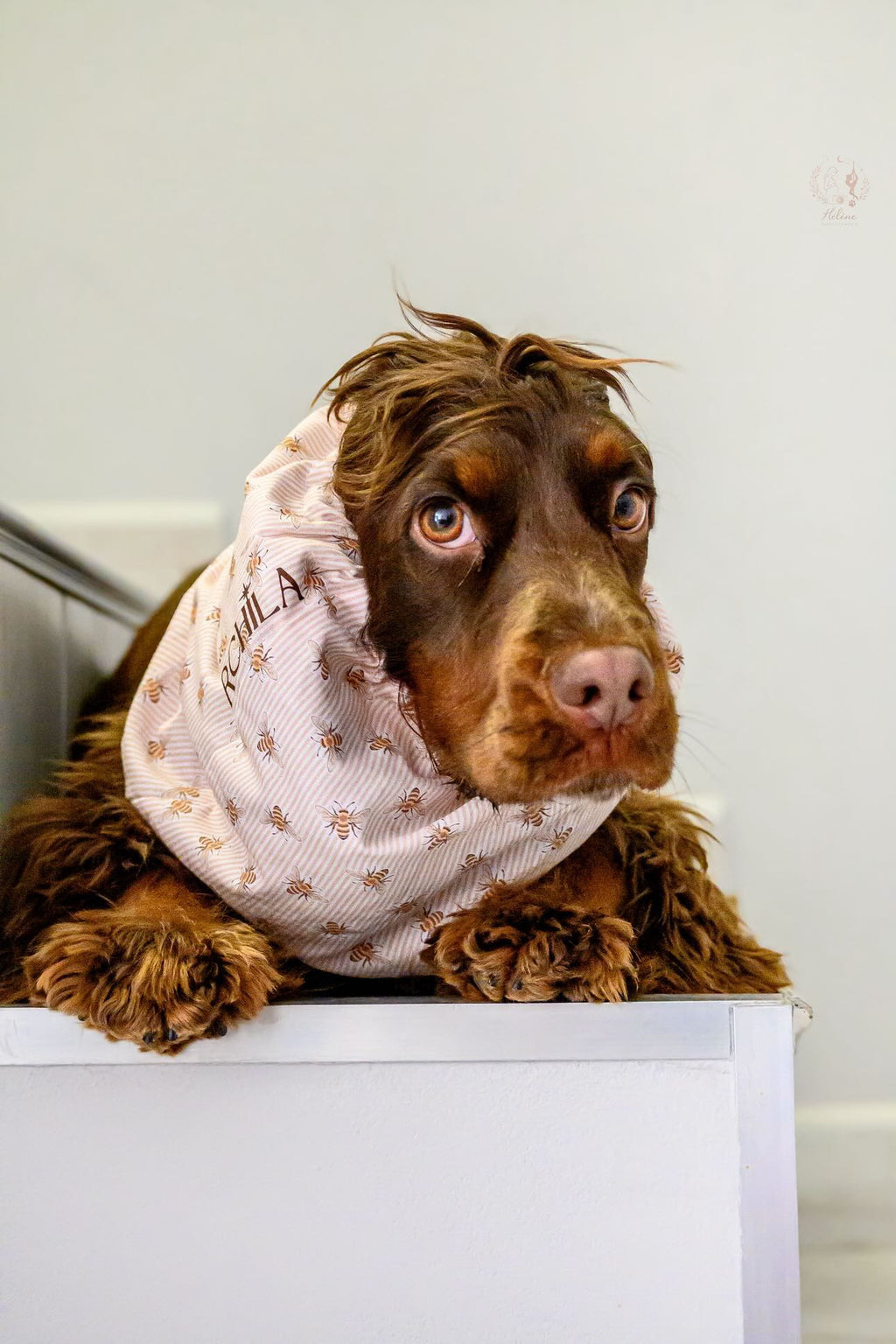 SNOOD | HONEY