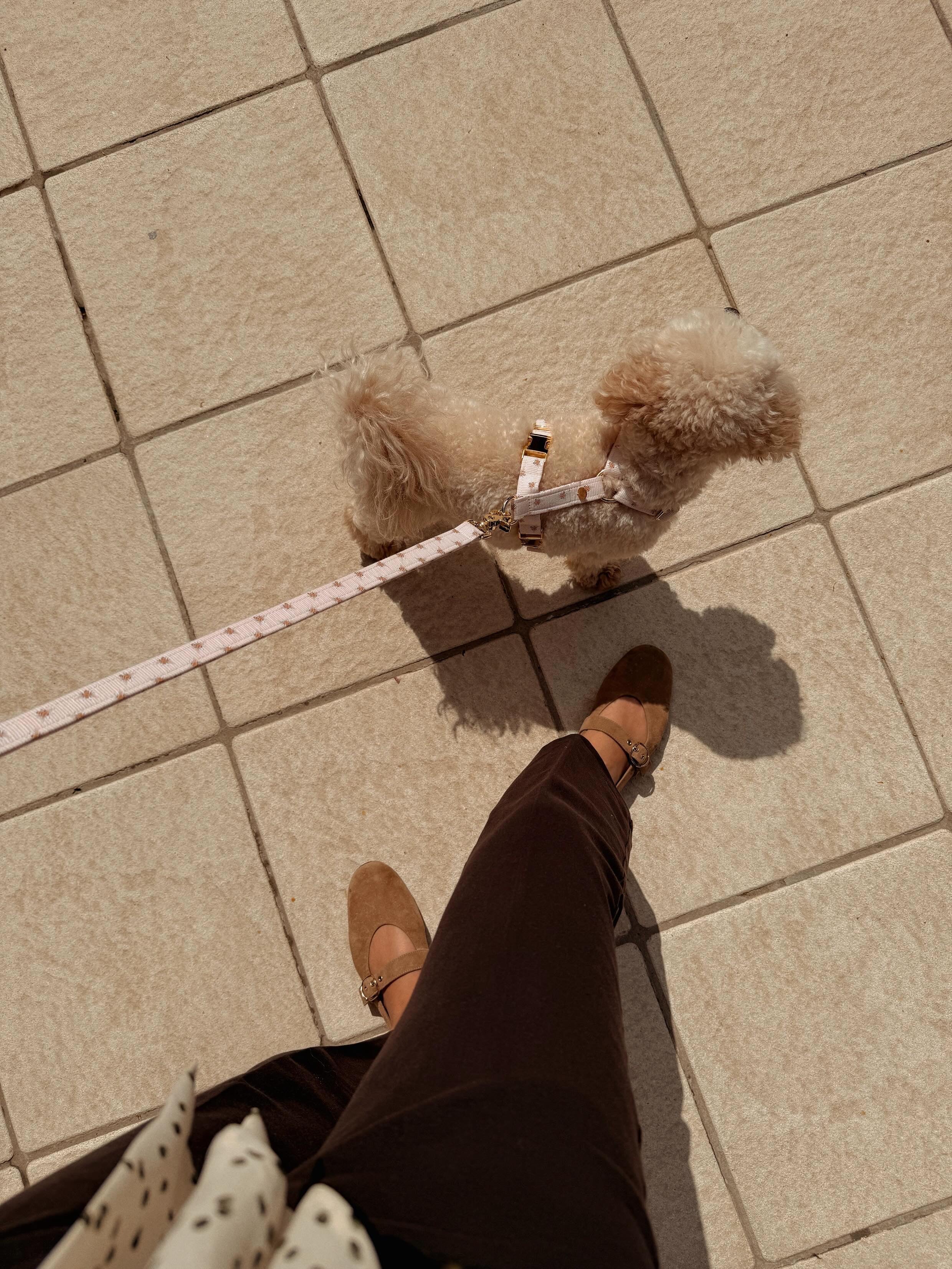 HARNAIS | HONEY