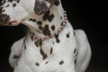 COLLIER PORTE MEDAILLE | BUENO