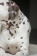 COLLIER ANTI PARASITAIRE | BUENO