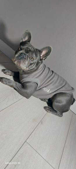 SWEAT GAMME BOULEDOGUE  & CARLIN | POLAIRE TAUPE