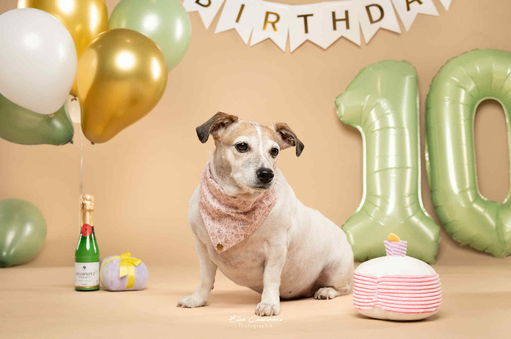 BANDANA A ENFILER | ANNIVERSAIRE